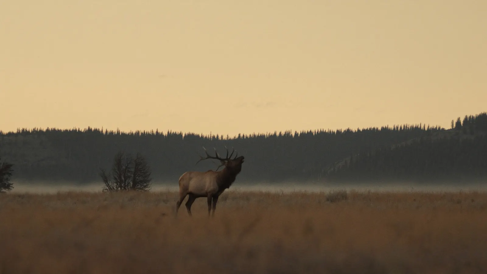 A bull elk bugling in a misty meadow at dawn
